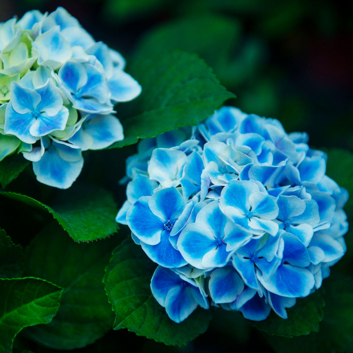 Bigleaf hydrangea Hydrangea macrophylla Blue - Hardy plant