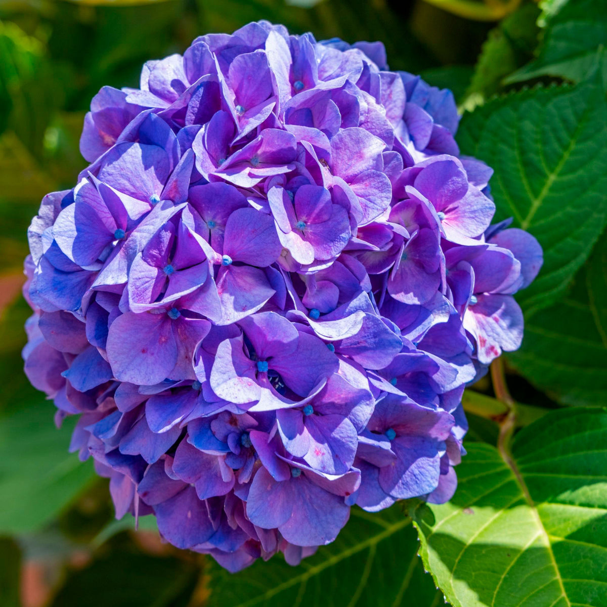 Bigleaf hydrangea Hydrangea macrophylla Purple - Hardy plant