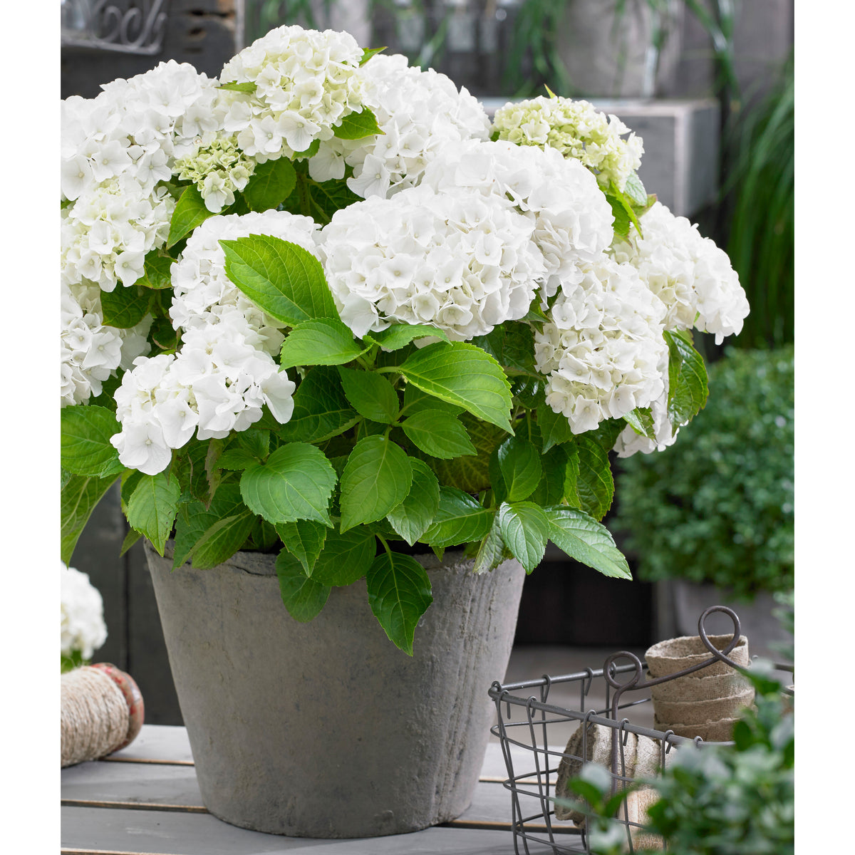 Bigleaf hydrangea Hydrangea macrophylla White - Hardy plant