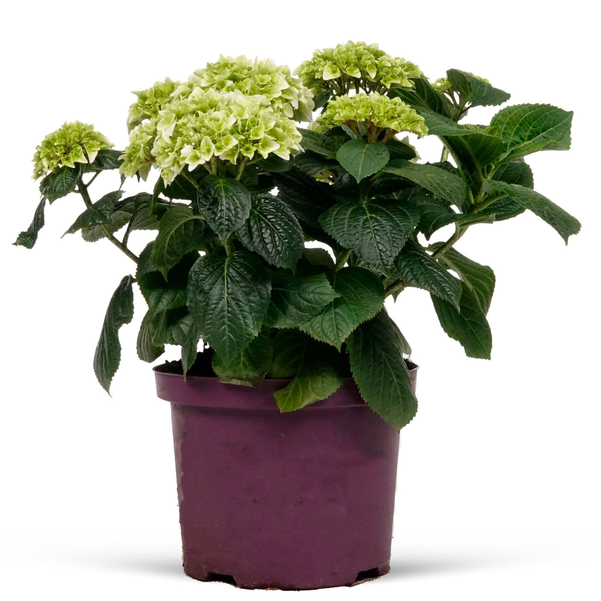 Bigleaf hydrangea Hydrangea macrophylla White - Hardy plant
