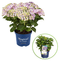 Bigleaf hydrangea Hydrangea 'Jewel' Blue-Purple - Hardy plant