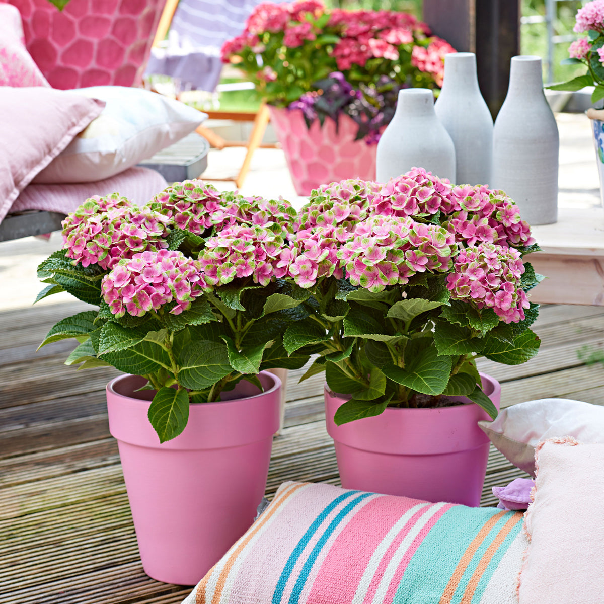 Bigleaf hydrangea Hydrangea 'Jewel Pink' Pink-Green - Hardy plant