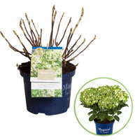 Bigleaf hydrangea Hydrangea 'Noblesse' White-Green - Hardy plant