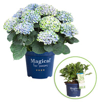 Bigleaf hydrangea Hydrangea 'Revolution Blue' Blue-Green - Hardy plant
