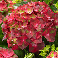 Bigleaf hydrangea Hydrangea 'Ruby Tuesday' Red - Hardy plant