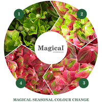 Bigleaf hydrangea Hydrangea 'Ruby Tuesday' Red - Hardy plant