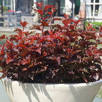 Ninebark 'Little Angel' red - Hardy - Hardy plant