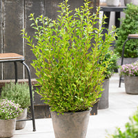 Ninebark 'Little Greeny' white - Hardy - Hardy plant