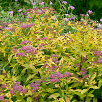 2x Japanese meadowsweet 'Goldflame' pink-purple - Hardy plant