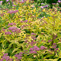 2x Japanese meadowsweet 'Goldflame' pink-purple - Hardy plant