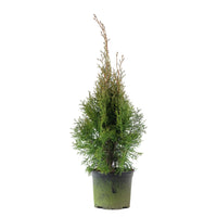 3 Thuja Cypress Thuja 'Smaragd' - Hardy plant