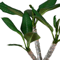 Temple Tree Frangipani Plumeria 'Hawaiian' Pink