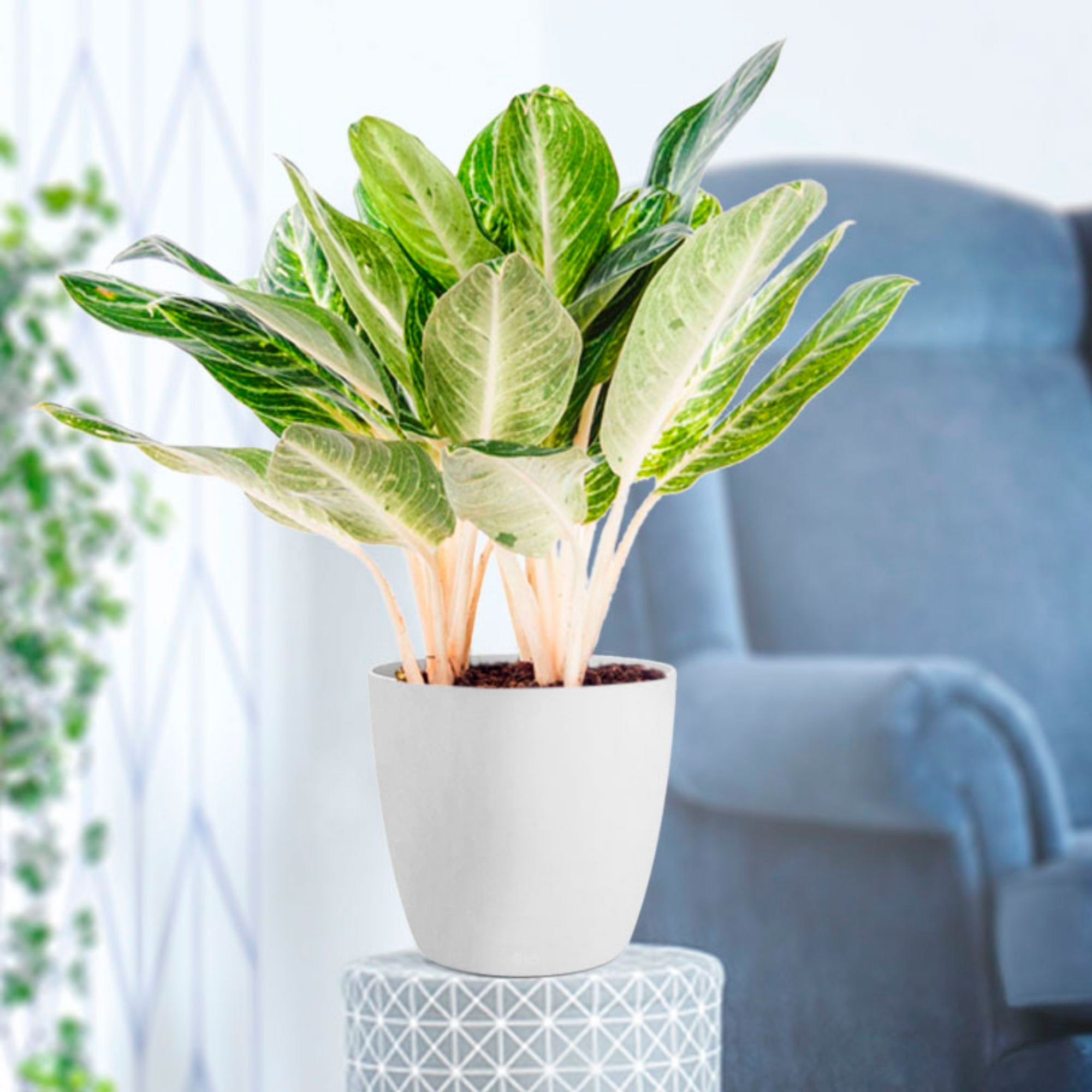 Buy house plants now Chinese evergreen Aglaonema commutatum 'Key