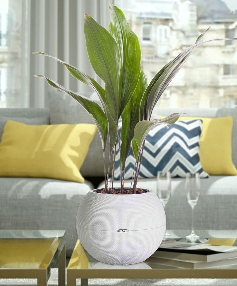 Cast iron plant Aspidistra elatior