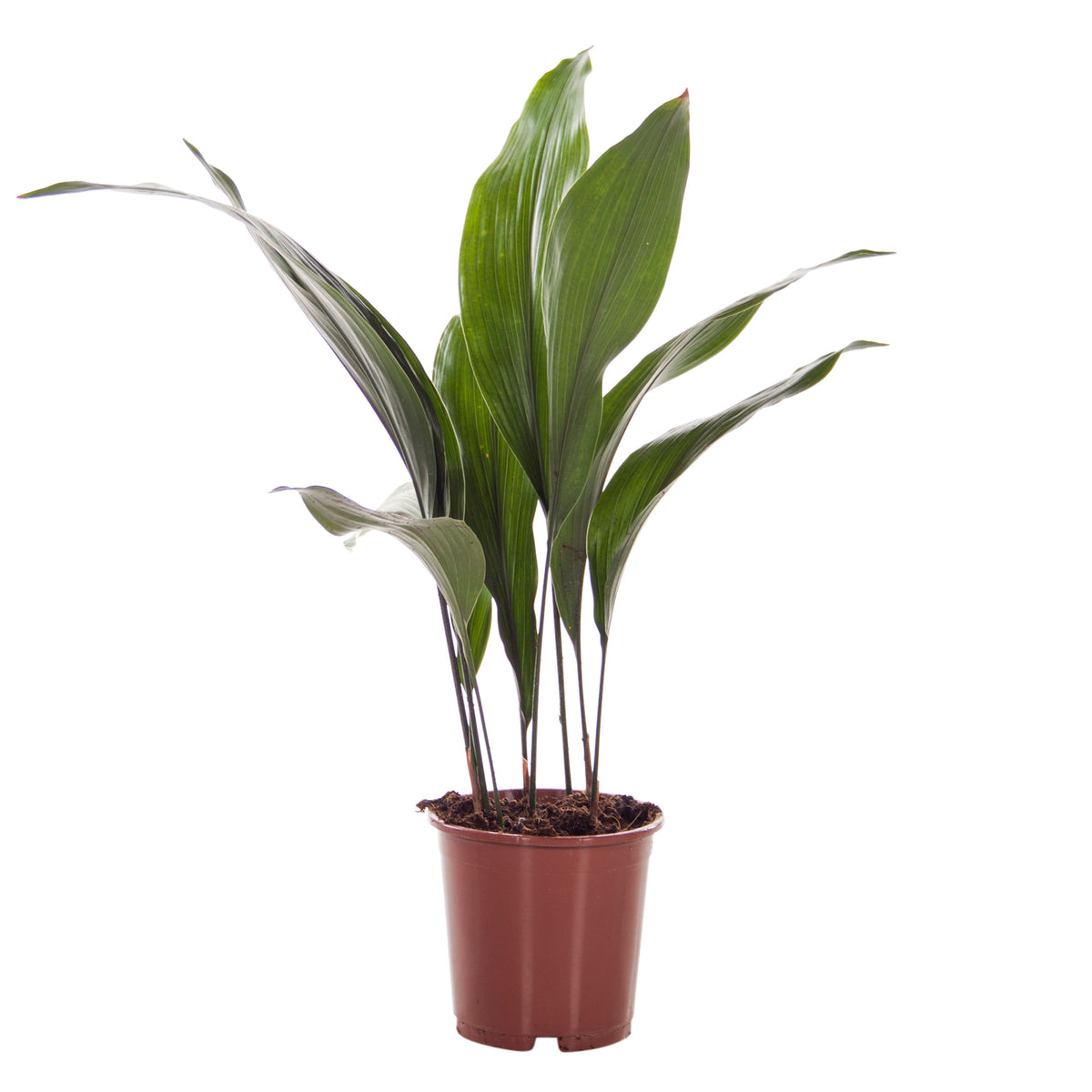 Cast iron plant Aspidistra elatior