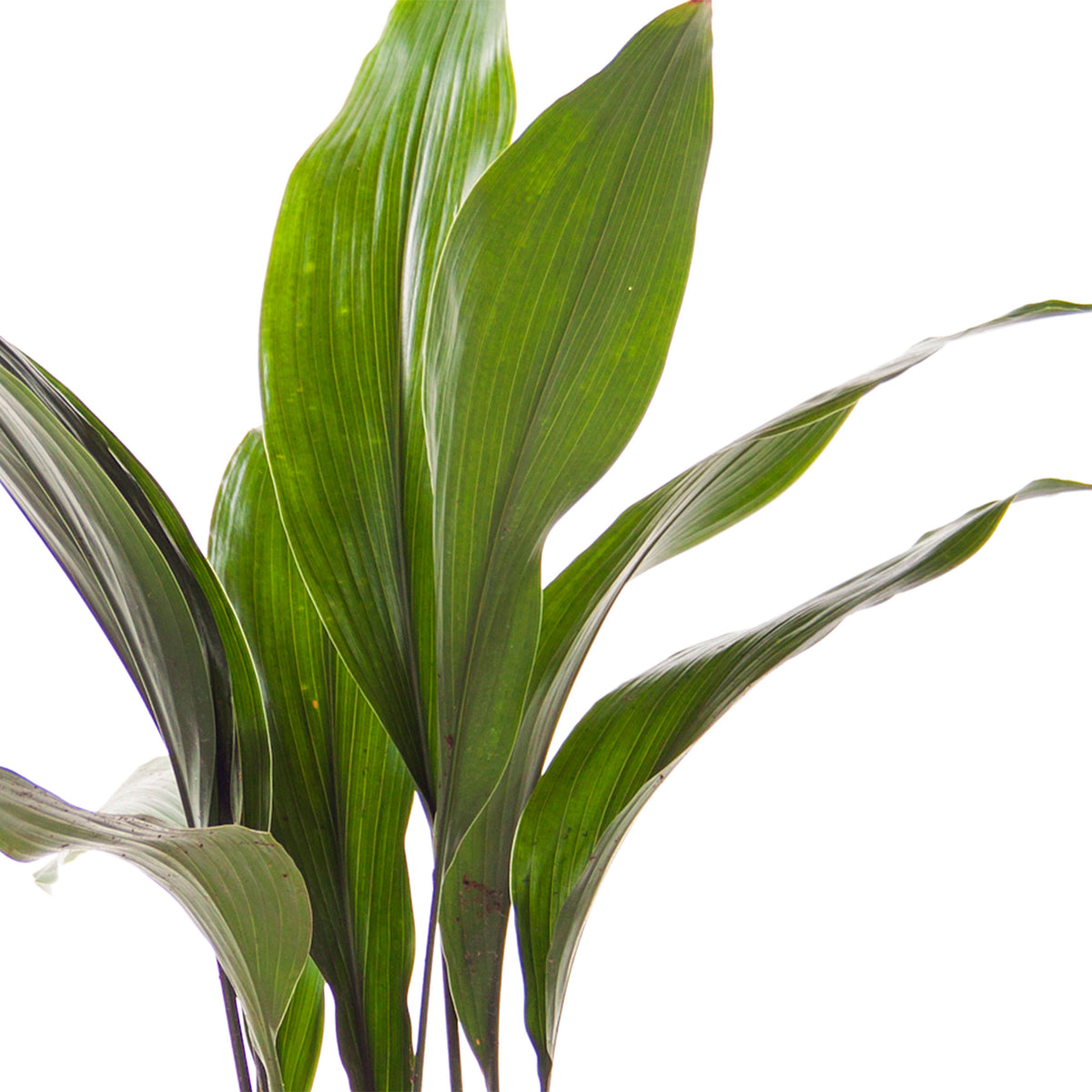 Cast iron plant Aspidistra elatior