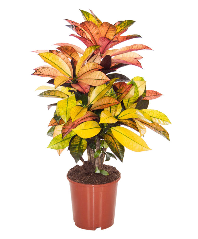Croton Codiaeum 'Mrs. Iceton'
