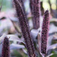 Fountain Grass 'Purple Baron' - Hardy plant