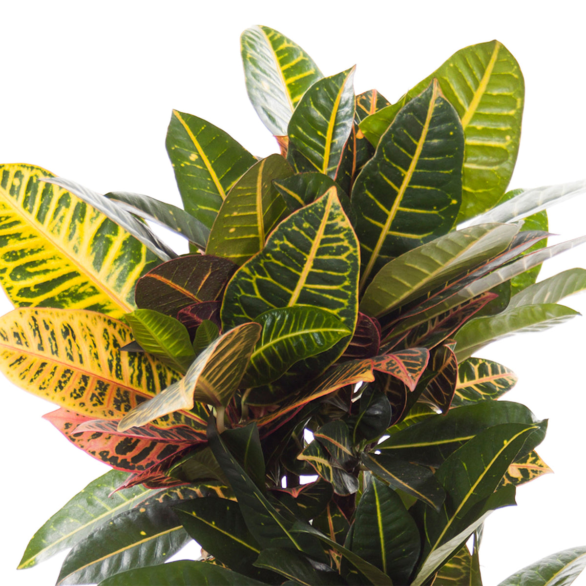 Croton Codiaeum 'Petra'