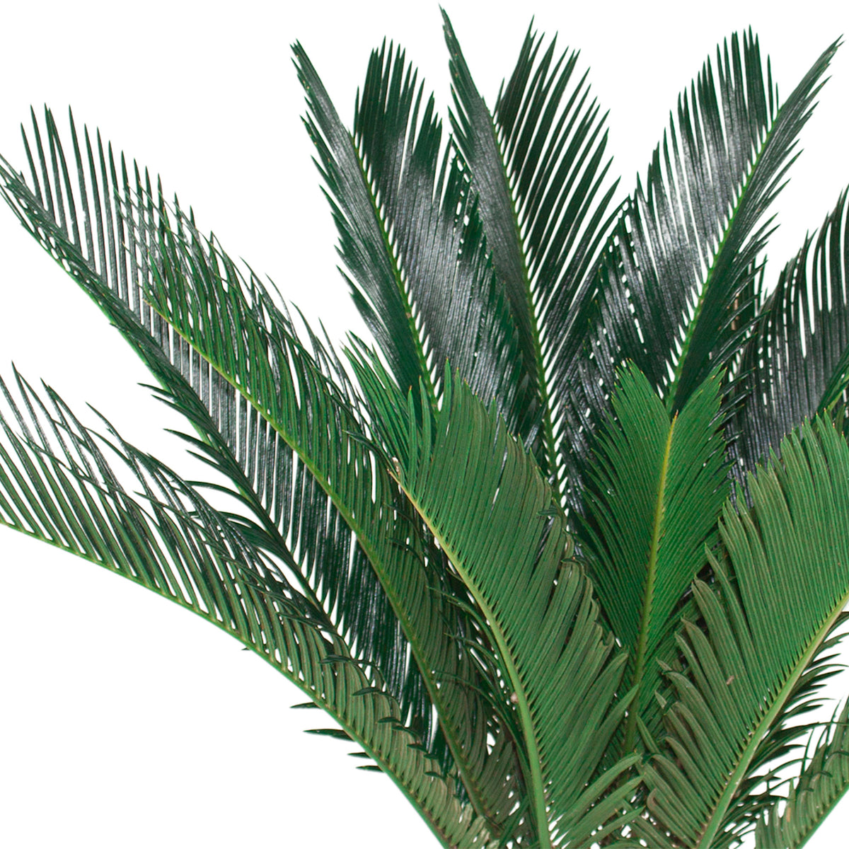 Sago palm Cycas revoluta