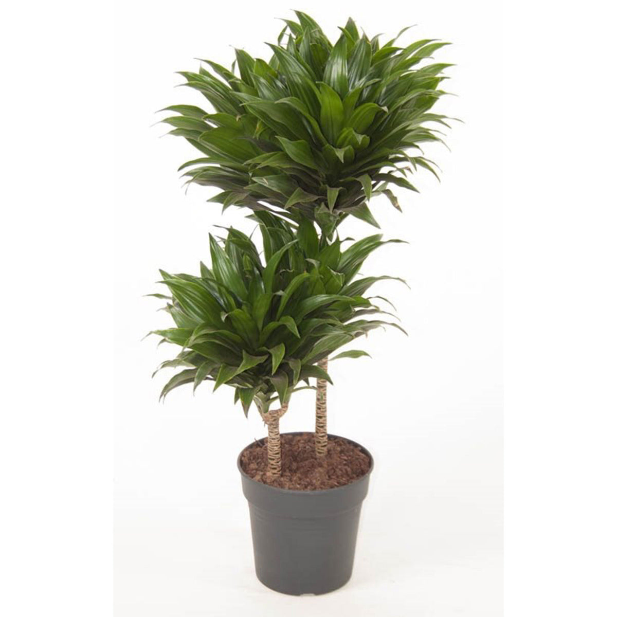 Dragon Tree Dracaena 'Compacta'