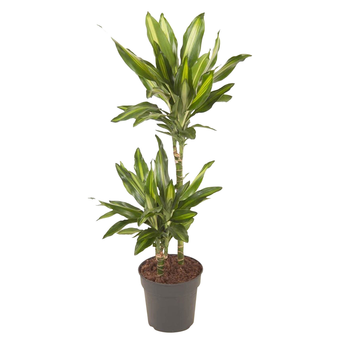 Dragon Tree Dracaena 'Cintho'