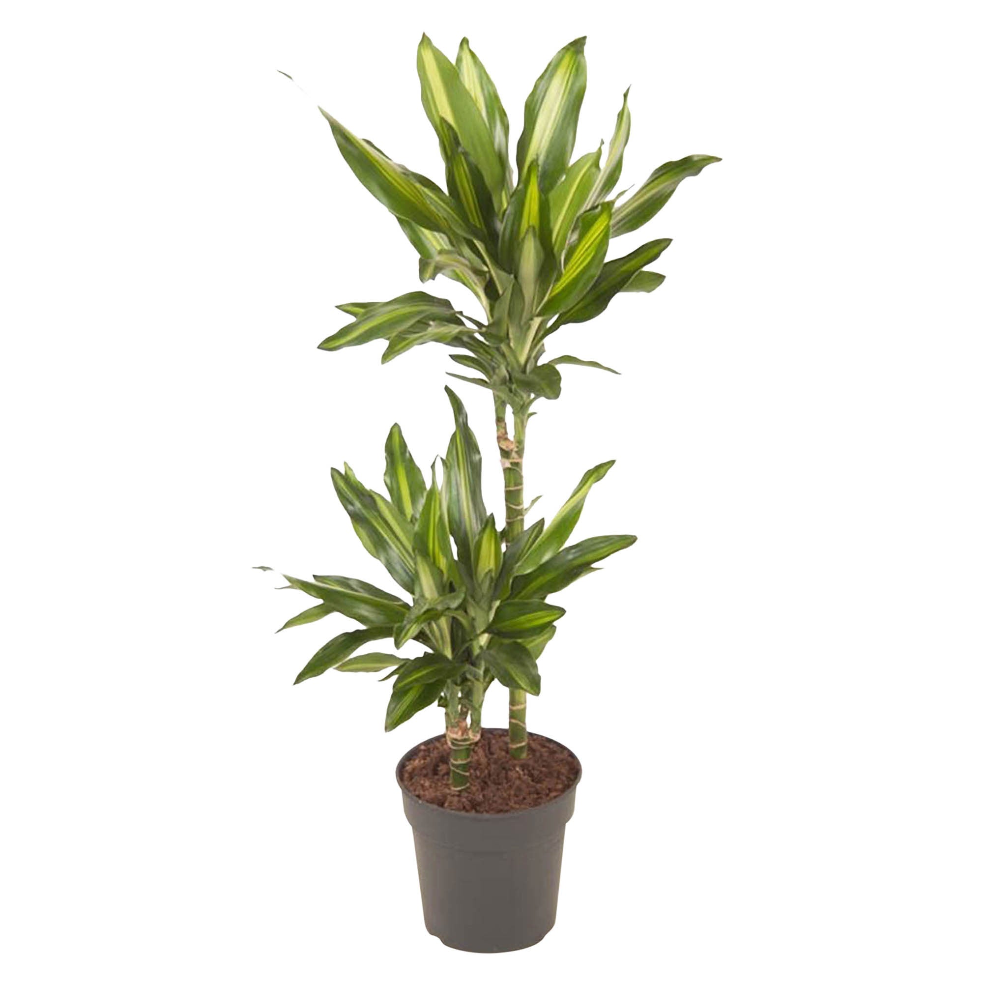 dracaena chinto Buy house plants now Dragon Tree Dracaena 'Cintho'