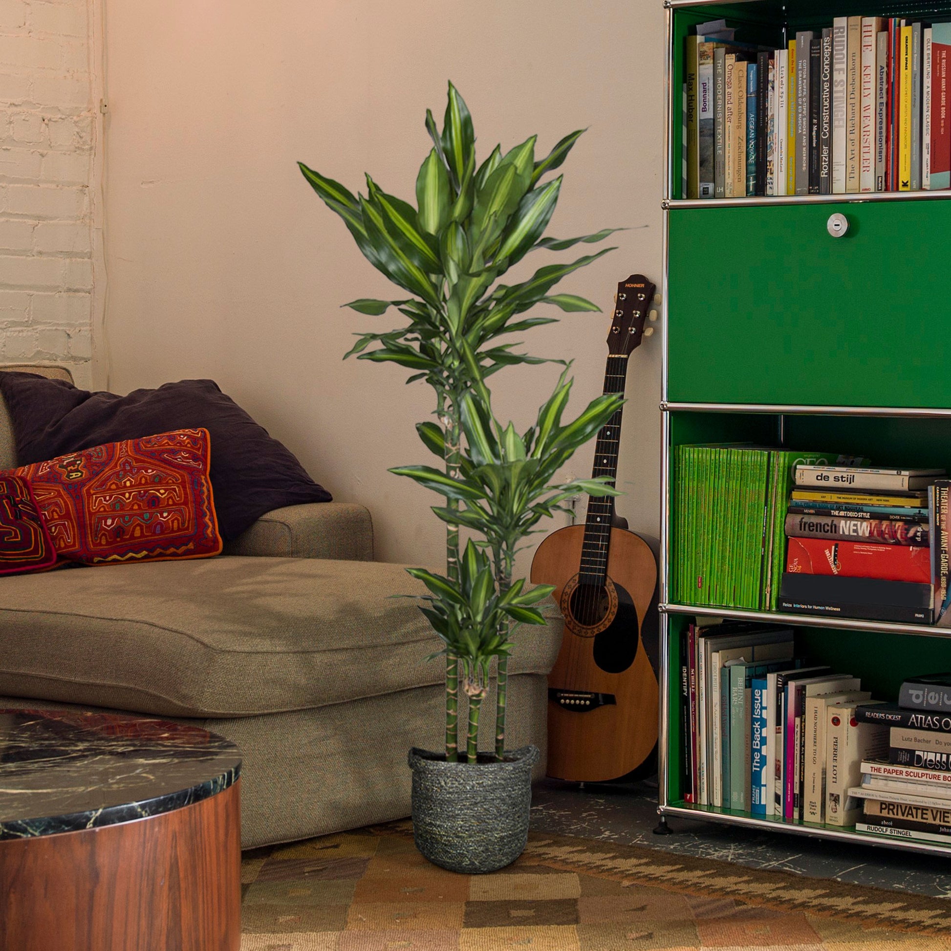 dracaena cintho indoor Dragon Tree Dracaena 'Cintho'