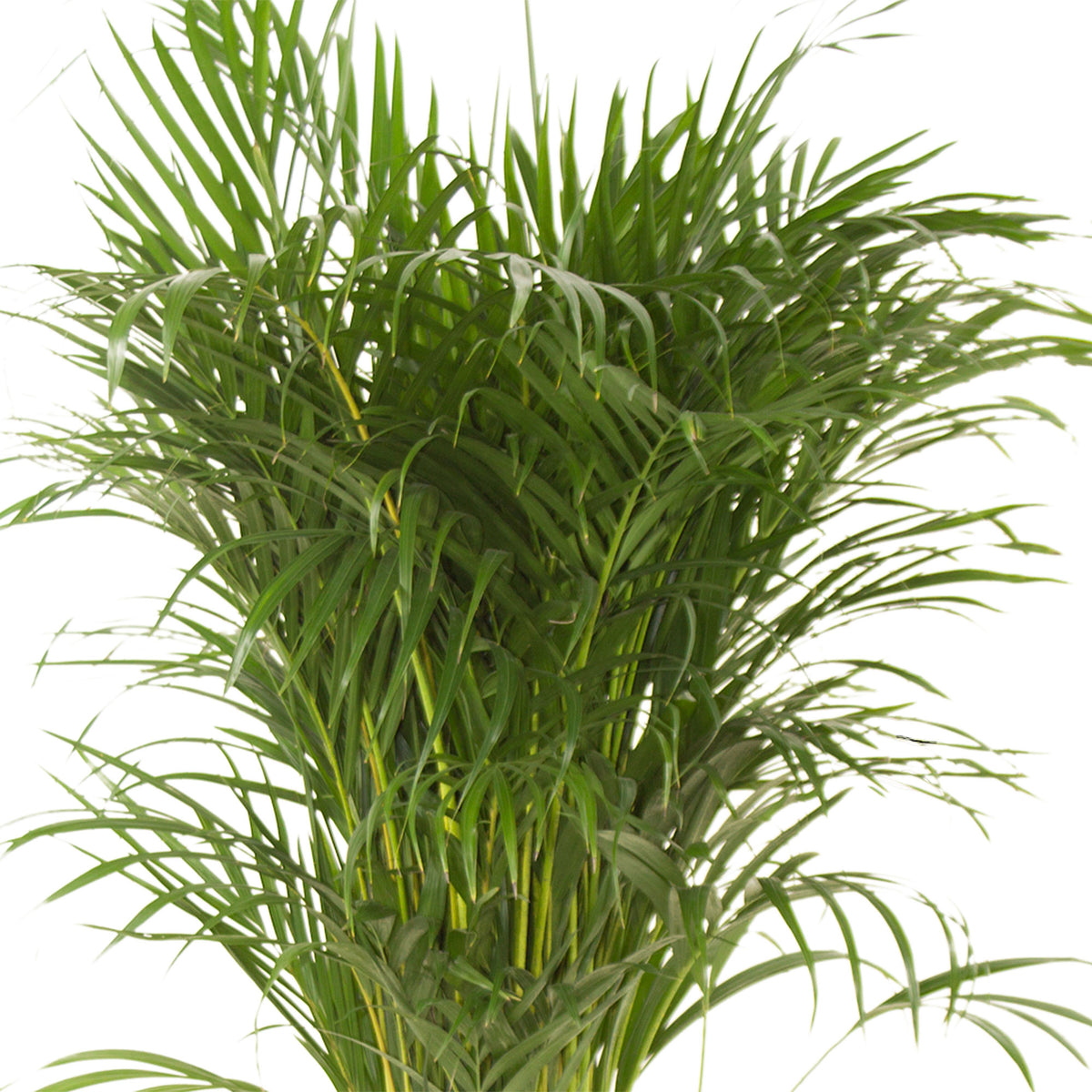 Areca palm Dypsis lutescens XL