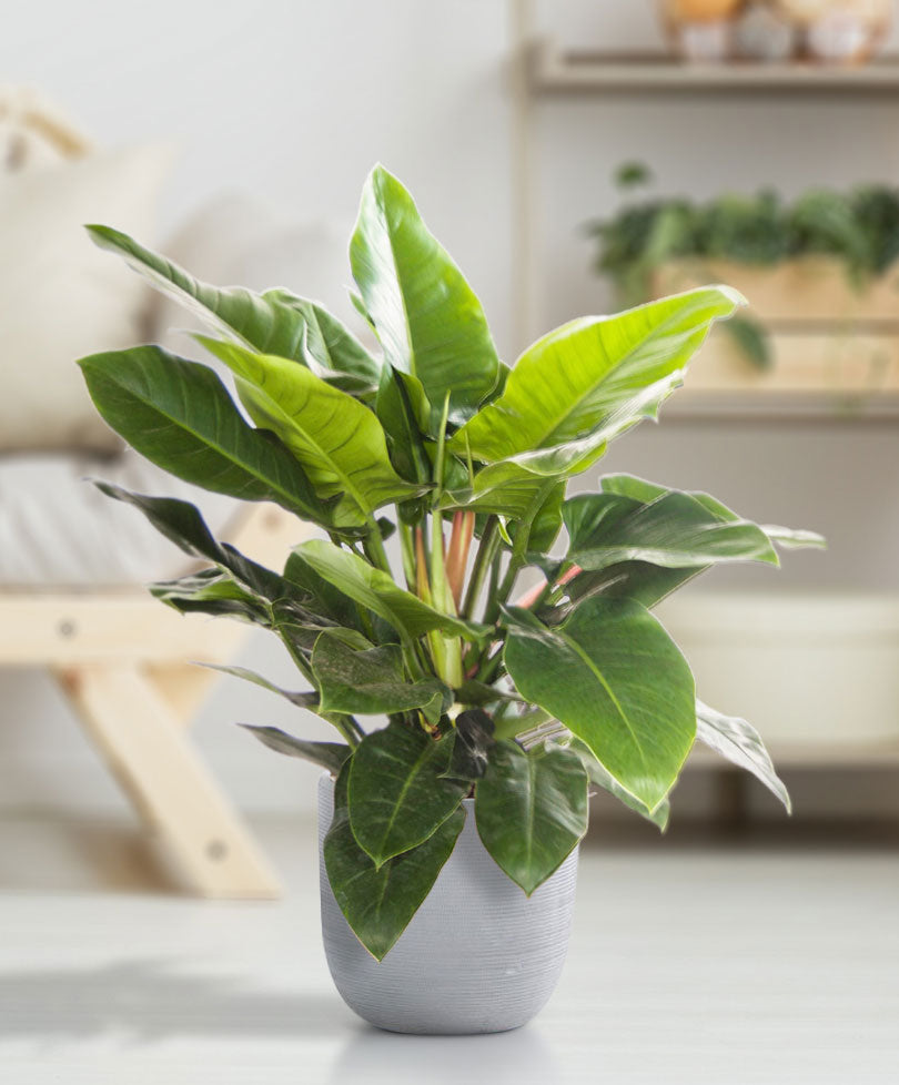Philodendron 'Imperial Green'