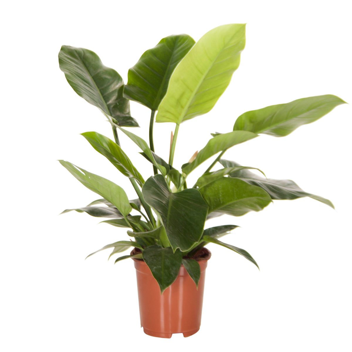 Philodendron 'Imperial Green'