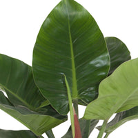 Philodendron 'Imperial Green'