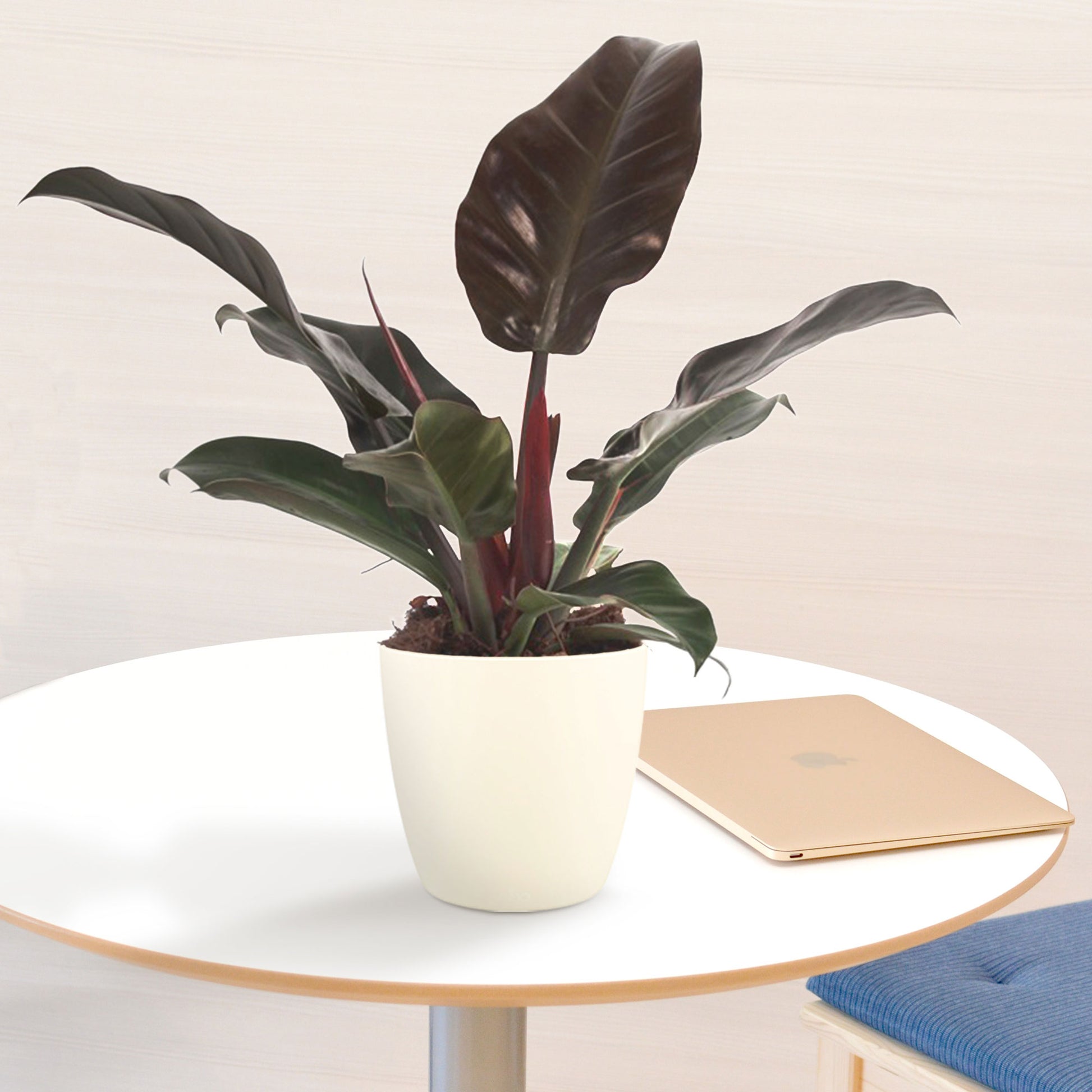 philodendron imperial red entretien Philodendron 'Imperial Red'