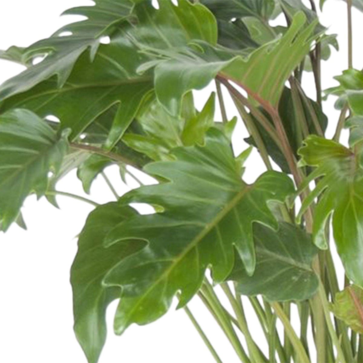 Philodendron xanadu