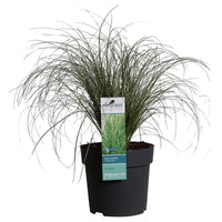 Sedge Carex 'Frosted Curls' green-white - Hardy plant