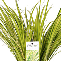 Sweet flag Acorus 'Ogon' - Hardy plant