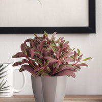 Radiator plant Peperomia graveolens