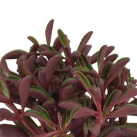 Radiator plant Peperomia graveolens