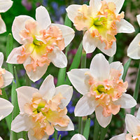 15x Daffodil Narcissus 'Palmares' white-pink