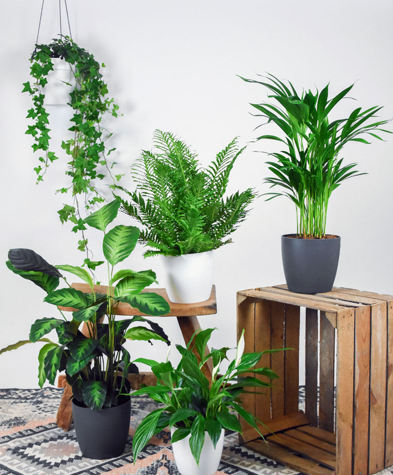 5x Air-purifying plants - Mix
