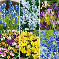 60x Flower bulb - Mix