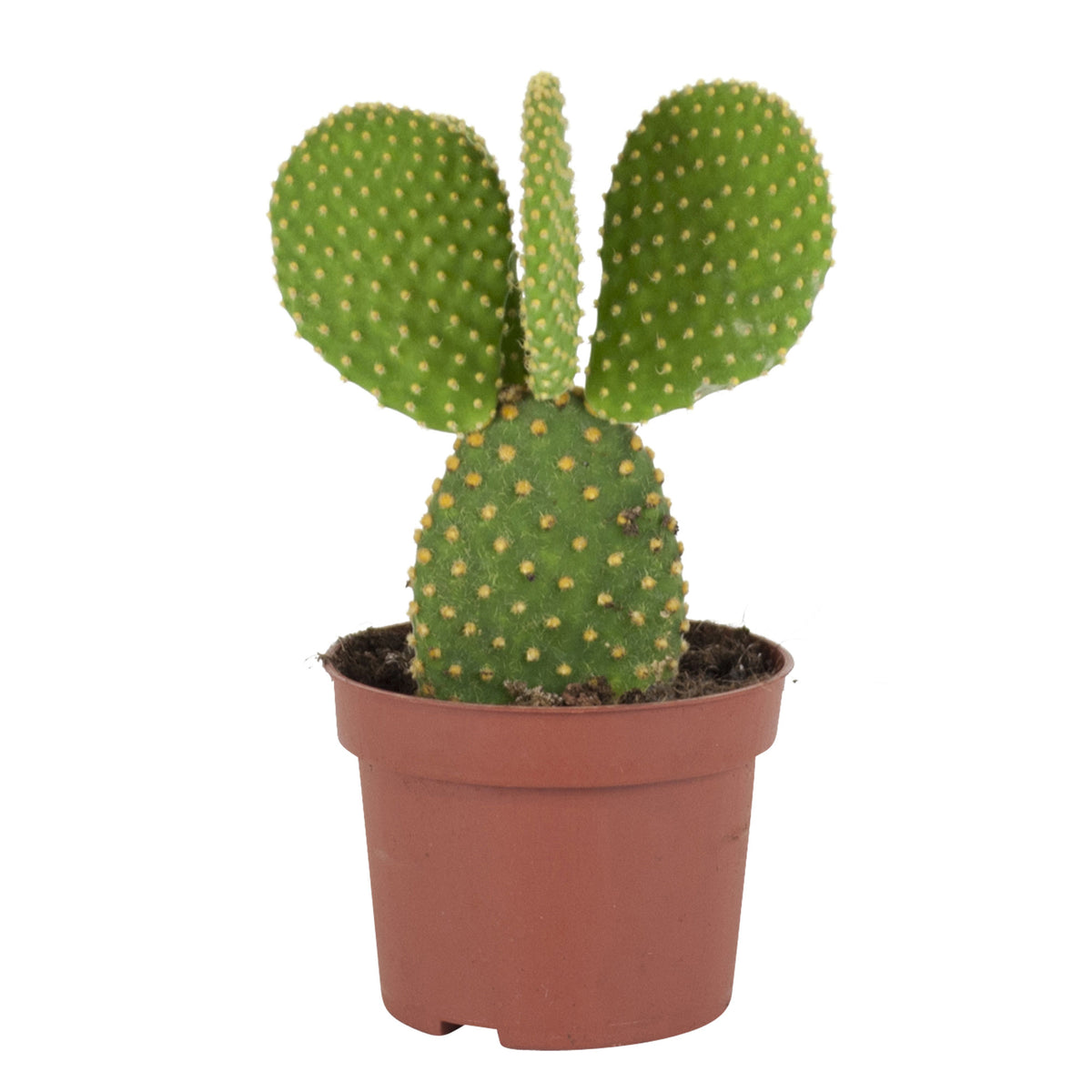 Opuntia Opuntia microdays