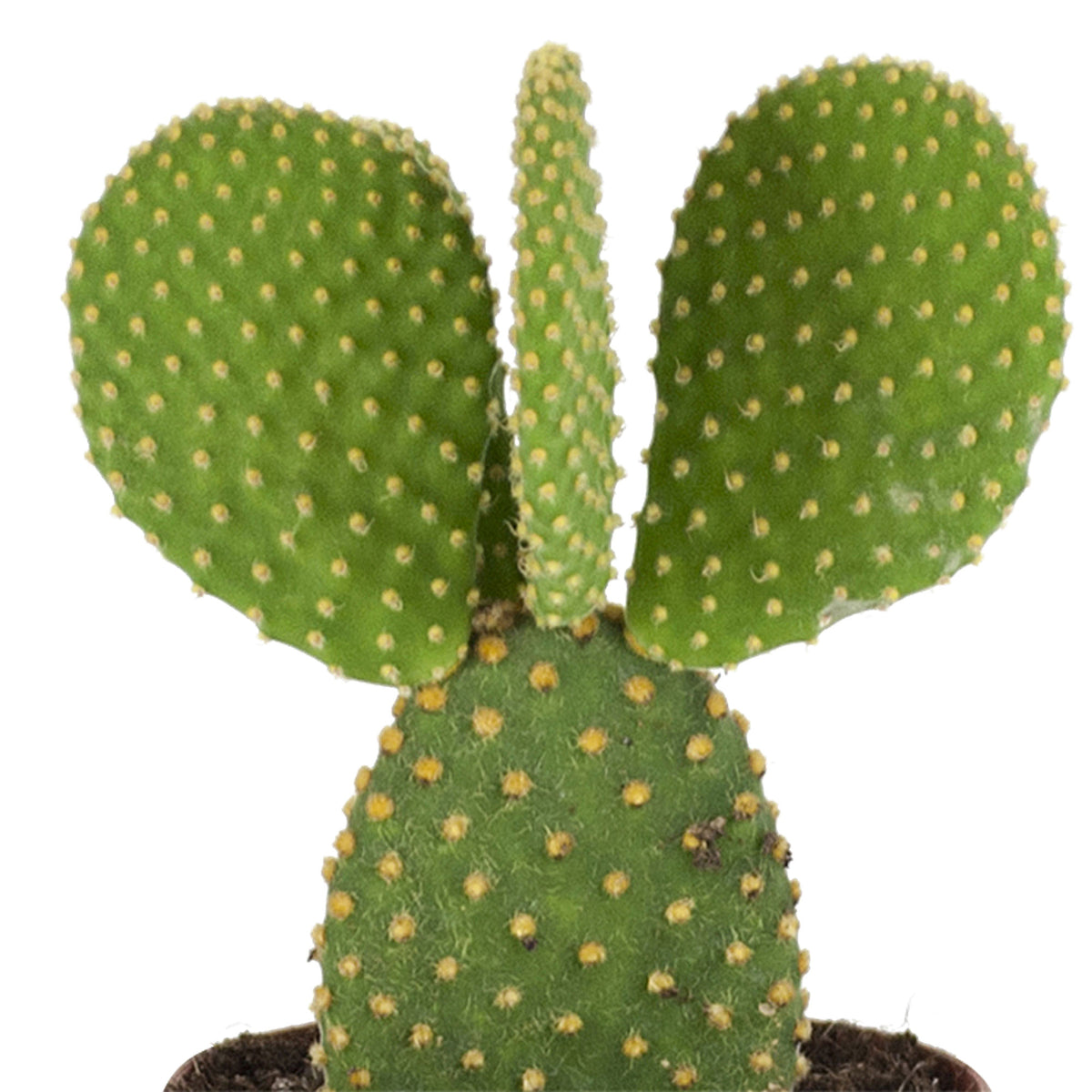 Opuntia Opuntia microdays