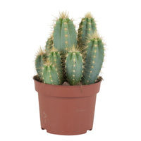 Columnar cactus Pilocereus azureus