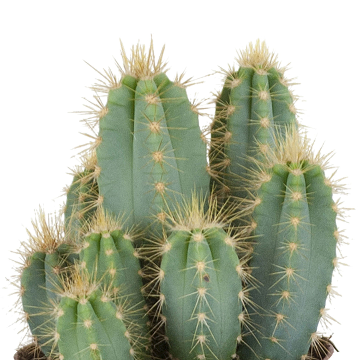Columnar cactus Pilocereus azureus