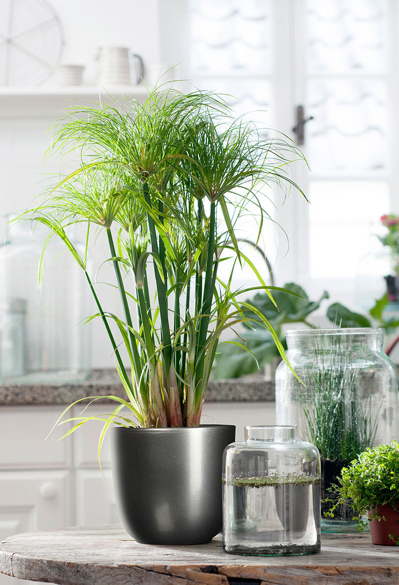Mica flower pot Tusca round anthracite - Indoor pot