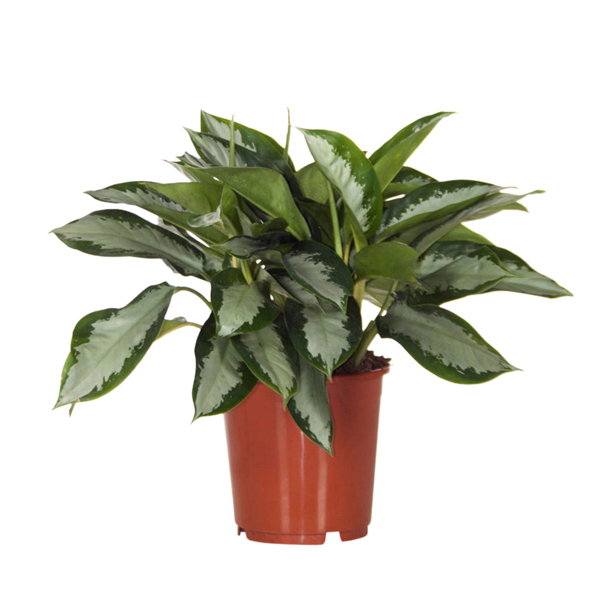Chinese evergreen Aglaonema 'Silver Bay' grey-green