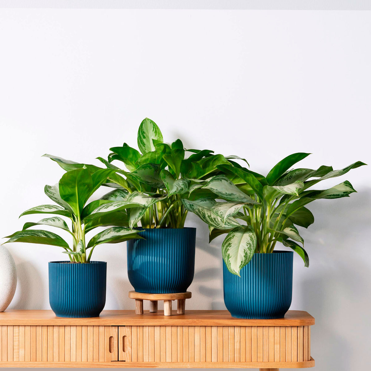 Chinese evergreen Aglaonema 'Silver Bay' grey-green