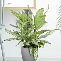 Chinese evergreen Aglaonema 'Silver Queen'