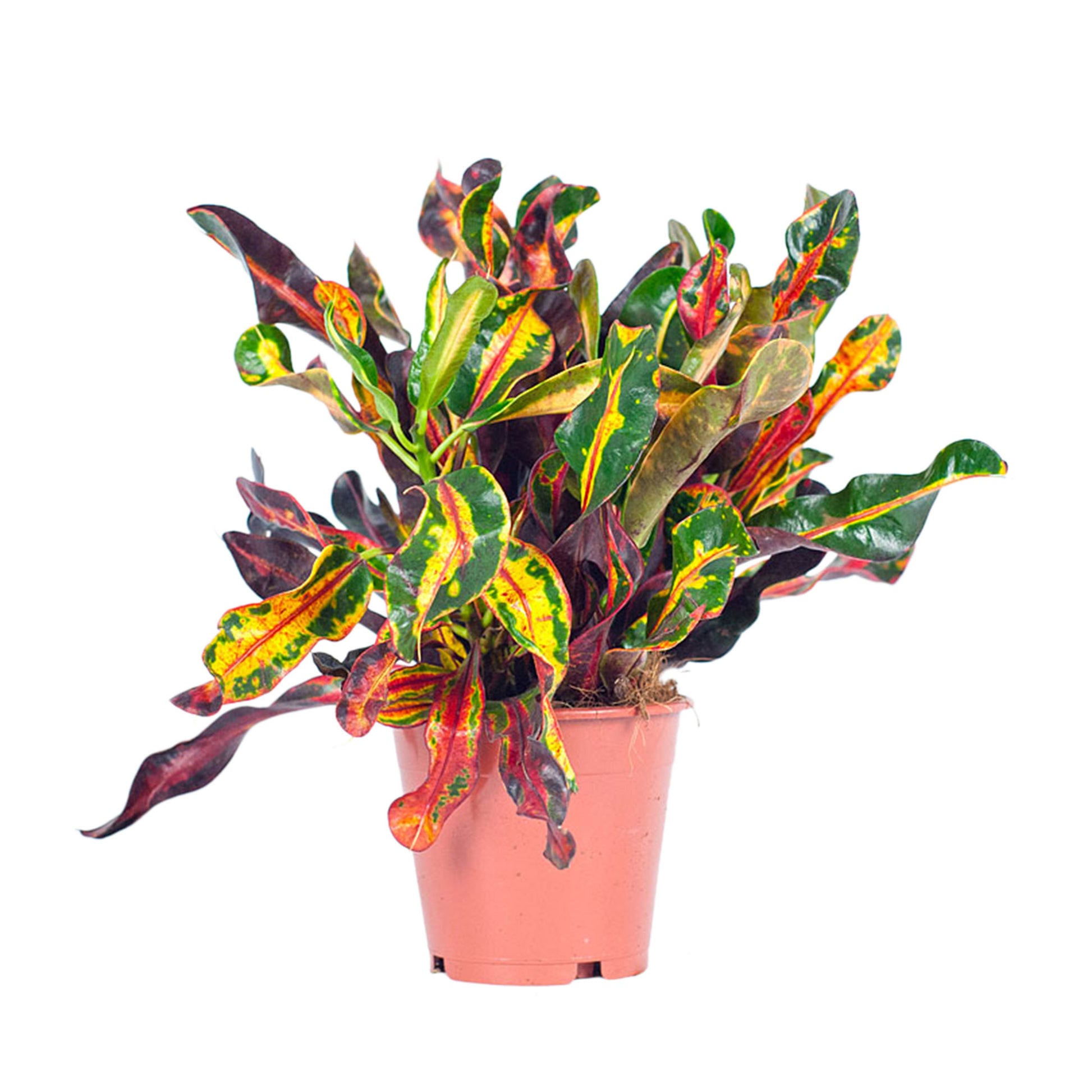 croton mammi Croton Codiaeum 'Mammi'